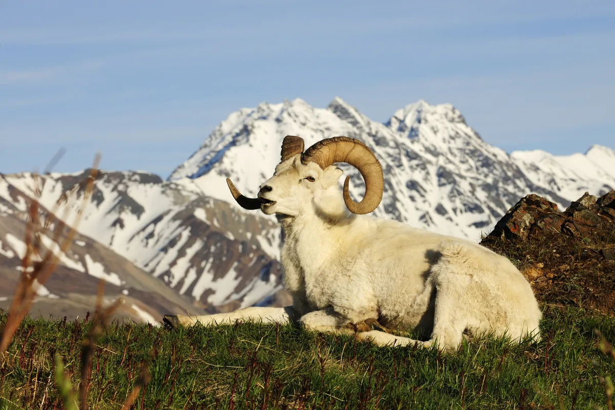 Nicht als Symbolbilder verwenden. Dall-Schaf Ovis dalli dalli sitzt in der arktischen Tundra vor der Alaska Range.